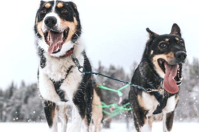 arctic-huskies-and-reindeers-fun-in-rovaniemi