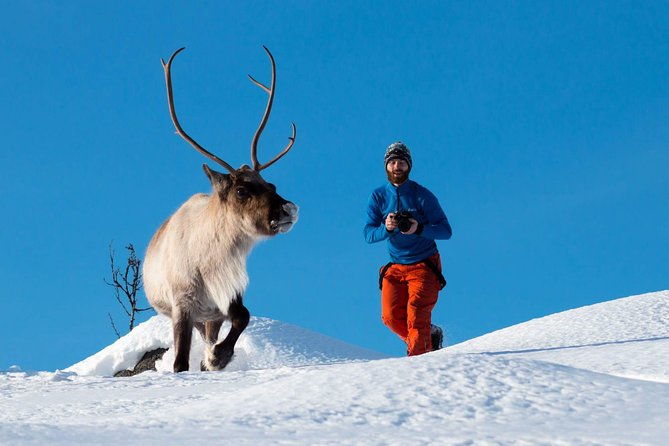 arctic-nature-photography-sightseeing-tour-from-tromso