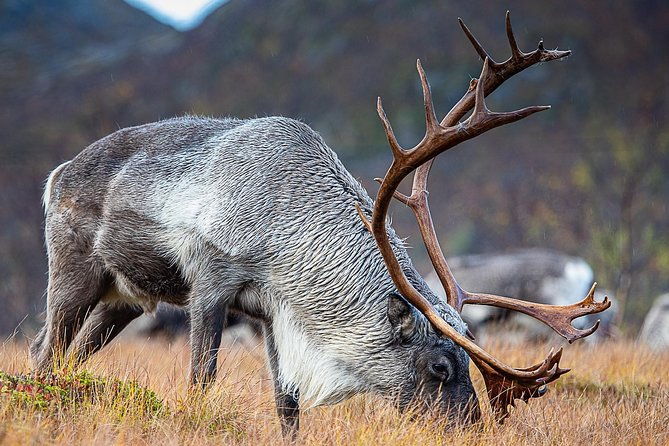 arctic-nature-tour-from-tromso-by-minibus