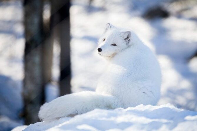 arctic-polar-bear-adventure-afternoon-trip