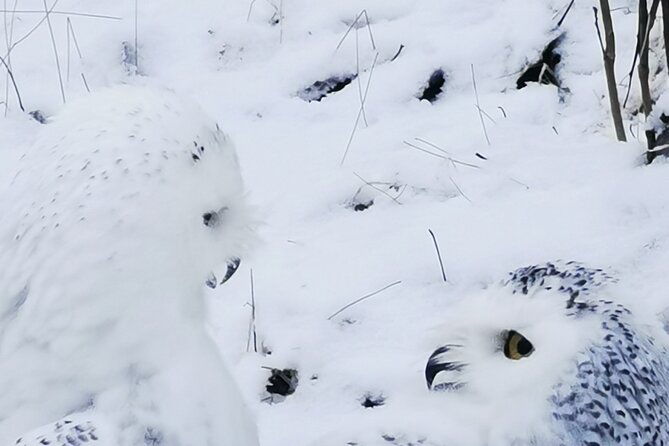 arctic-polar-bear-adventure-afternoon-trip