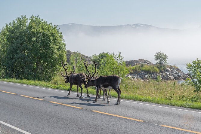 arctic-roadtrip-fjords-with-scenic-picnic-sightseeing