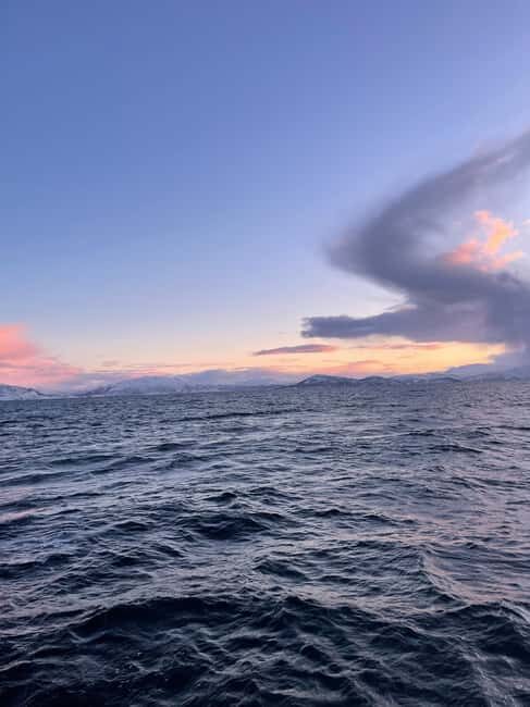 Arctic Whale Watching: Tromsø to Skjervøy in Comfort - Scenic Journey through the Lyngen Alps