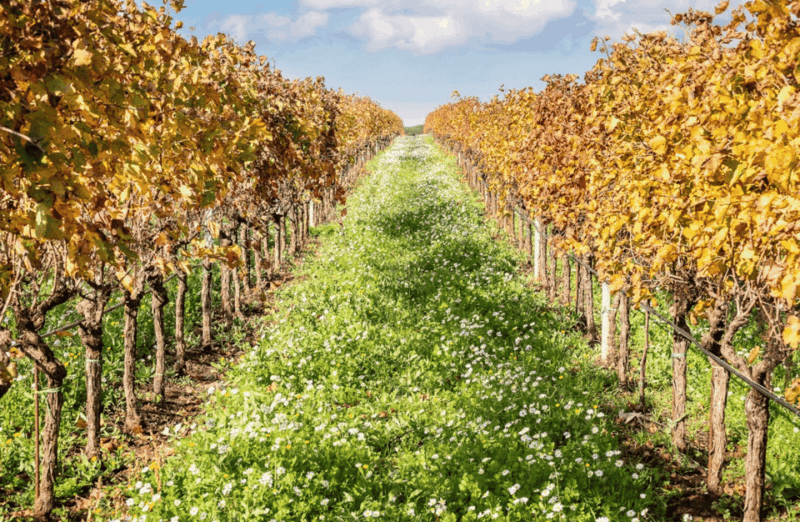 ardea-boutique-winery-visit-and-tasting-near-rome