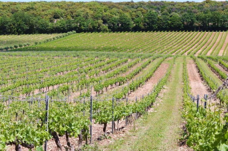 Ardèche: Cellar tour and tasting of 15 wines - Final Thoughts  