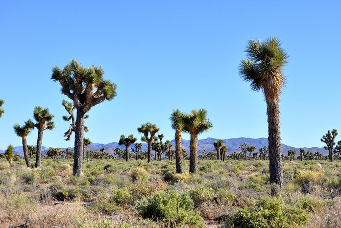 area-51-day-tour-from-las-vegas