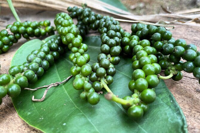 Areca Plantation Walk & Heritage Home visit at Areca County - What to Expect from the Areca Plantation Walk