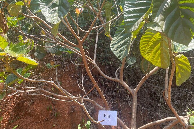 Areca Plantation Walk & Heritage Home visit at Areca County - Practical Tips for Your Visit