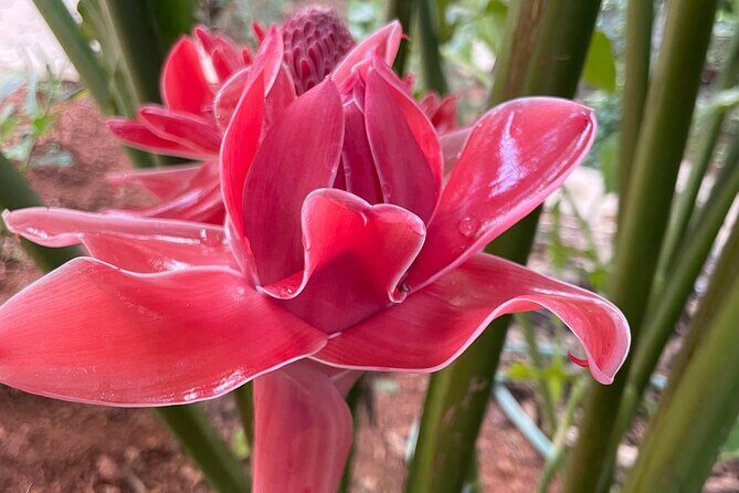 Areca Plantation Walk & Heritage Home visit at Areca County - FAQ