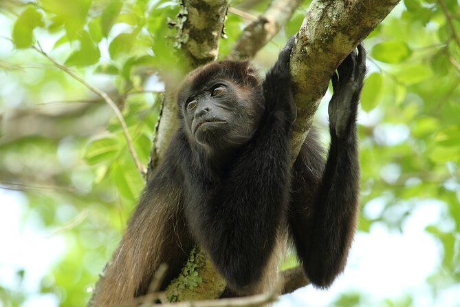 arenal-hanging-bridges-from-arenal
