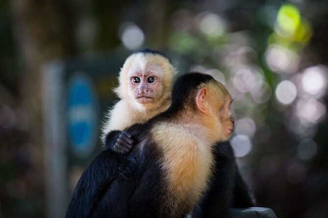 arenal-sloths-lovers-baldi-hot-springs-private-tour