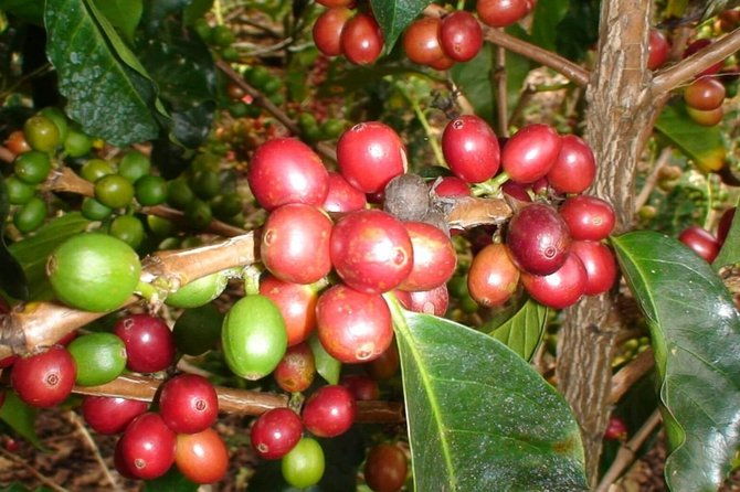 arenal-volcano-experience-full-day-tour-from-san-jose