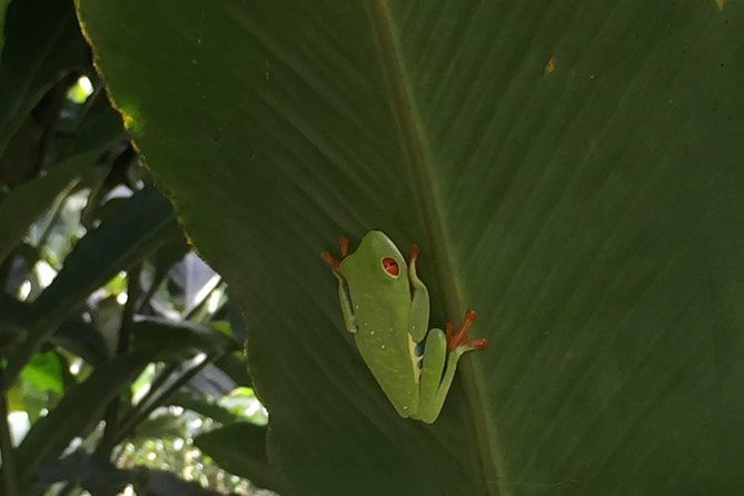 arenal-volcano-hiking-trail-observatory-hot-spring-lunch-buffet