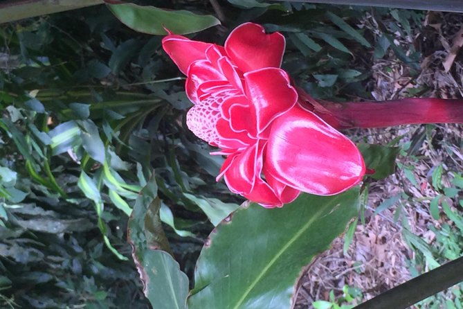 arenal-volcano-hiking-trail-observatory-hot-spring-lunch-buffet