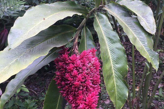 arenal-volcano-hiking-trail-observatory-hot-spring-lunch-buffet