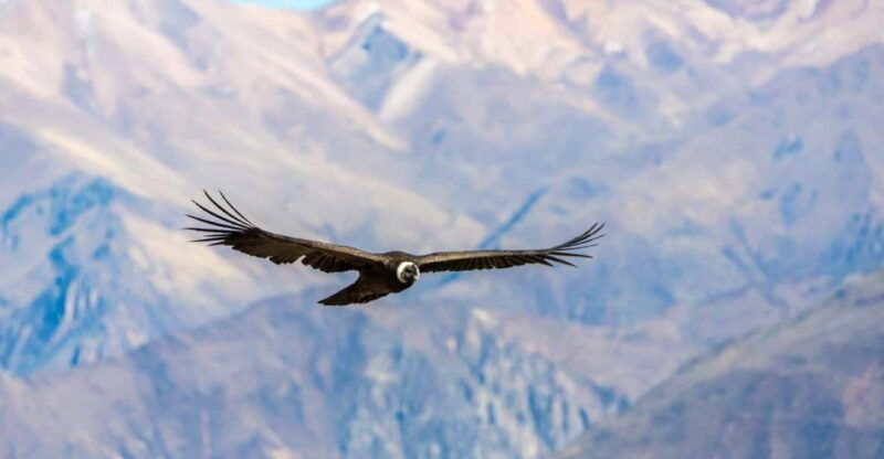 arequipa-full-day-colca-canyon-tour-with-transfer-to-puno-2