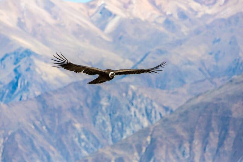 arequipa-full-day-colca-canyon-tour-with-transfer-to-puno-2