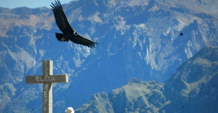 arequipa-full-day-colca-canyon-tour-with-transfer-to-puno