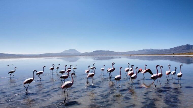 arequipa-full-day-tour-to-salinas-salt-lake