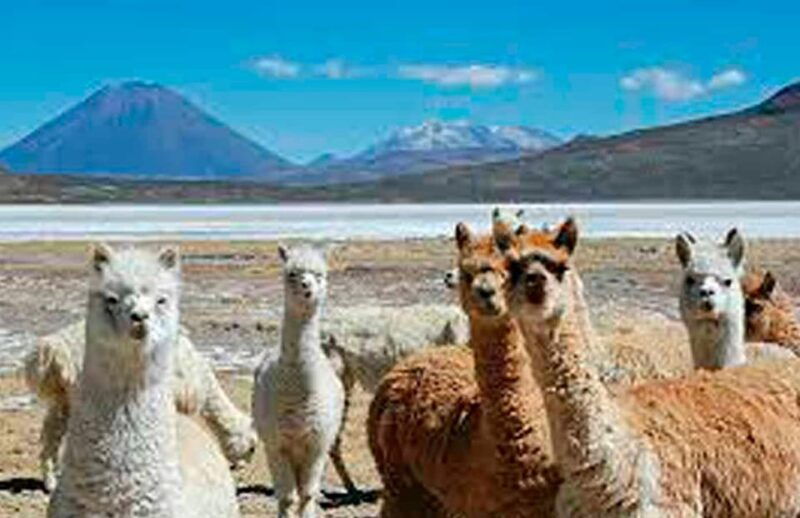 arequipa-salinas-lagoon-and-lojen-thermal-baths