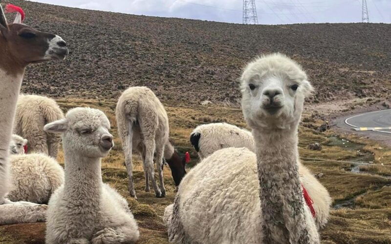 arequipa-trekking-to-the-colca-canyon-2-days-1-night