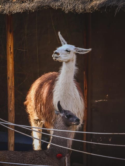 arequipa-walking-city-tour-and-juanita-mummy