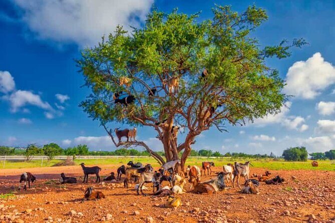 Argan Tree-Climbing Goats Morning Tour From Agadir - Detailed Breakdown of the Itinerary