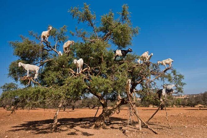 Argan Tree-Climbing Goats Morning Tour From Agadir - Cost Effectiveness and Value