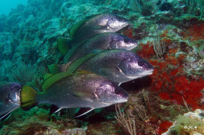 argeles-sur-mer-first-dive-in-the-marine-natural-park