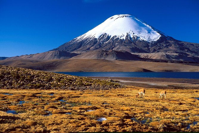arica-full-day-to-lauca-national-park-and-chungara-lake-meals-included