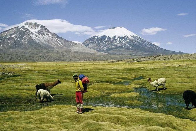 arica-full-day-to-lauca-national-park-and-chungara-lake-meals-included