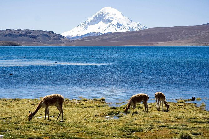 arica-full-day-to-lauca-national-park-and-chungara-lake-meals-included