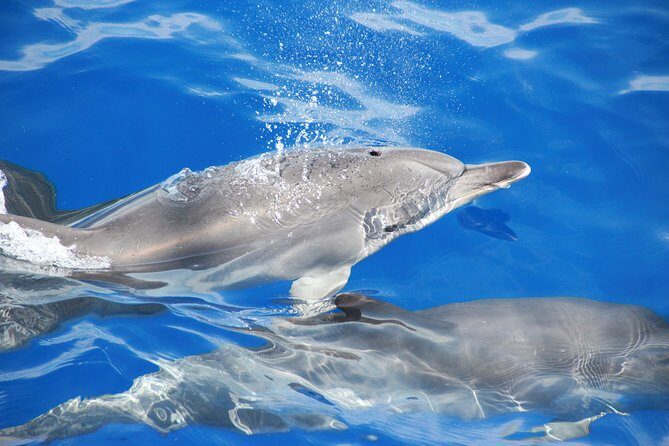 Arieiro Peak and Cristo Rei 4x4 Experience + Dolphins Watching - Exploring Madeira’s Landmarks by Jeep