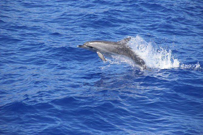 Arieiro Peak and Cristo Rei 4x4 Experience + Dolphins Watching - Funchal and Marine Life: The Dolphin & Whale Watching