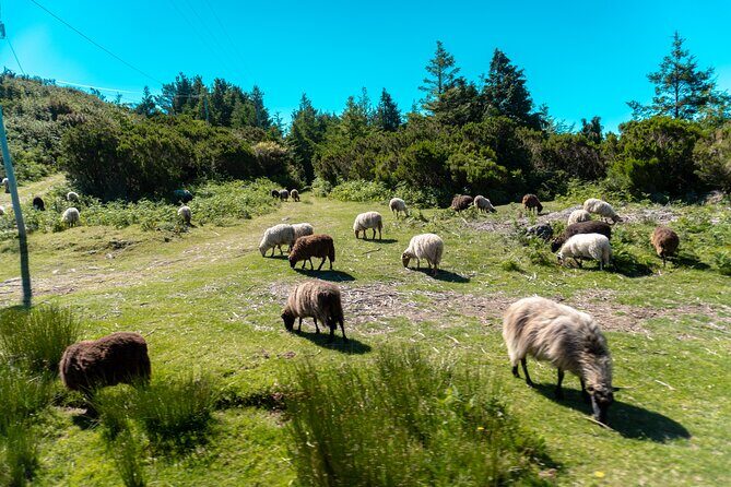 Arieiro Peak, Santana & Ponta São Lourenço in Open Roof 4X4 Tour - Frequently Asked Questions