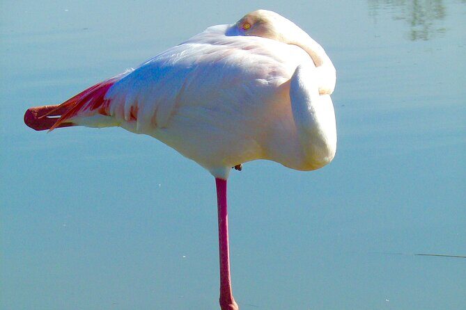 Arles and Camargue Full-Day Tour including Aigues Mortes - The Itinerary Breakdown: What to Expect