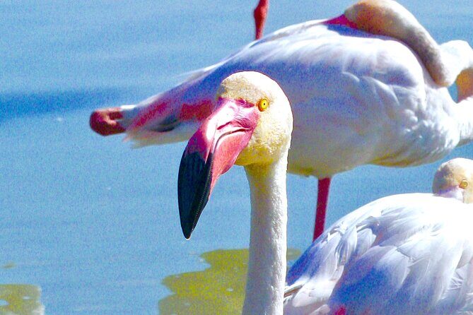 Arles and Camargue Full-Day Tour including Aigues Mortes - FAQ