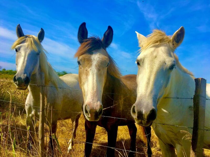 arles-camargue-natural-park-including-aigues-mortes