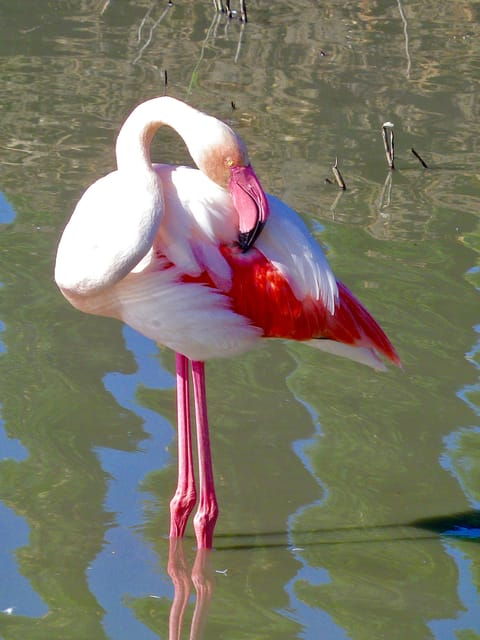arles-camargue-natural-park-including-aigues-mortes