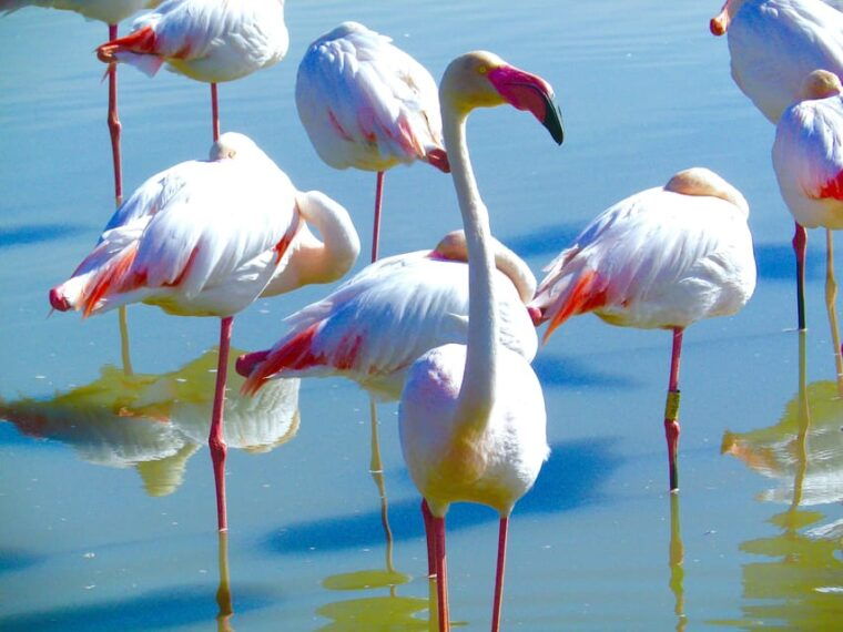 arles-camargue-natural-park-including-aigues-mortes