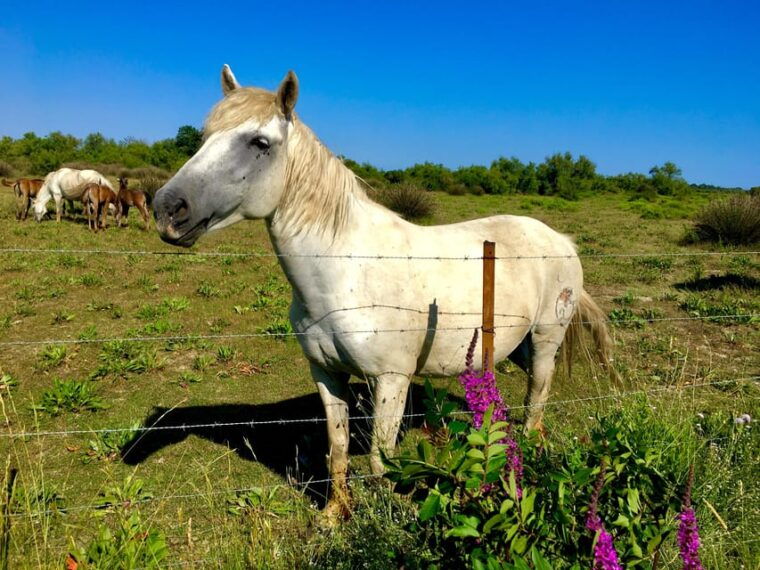 arles-camargue-natural-park-including-aigues-mortes