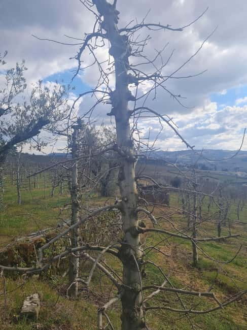 Armamar: Apple Orchard Tour with Lunch and Tastings - A Closer Look at the Armamar Apple Orchard Tour