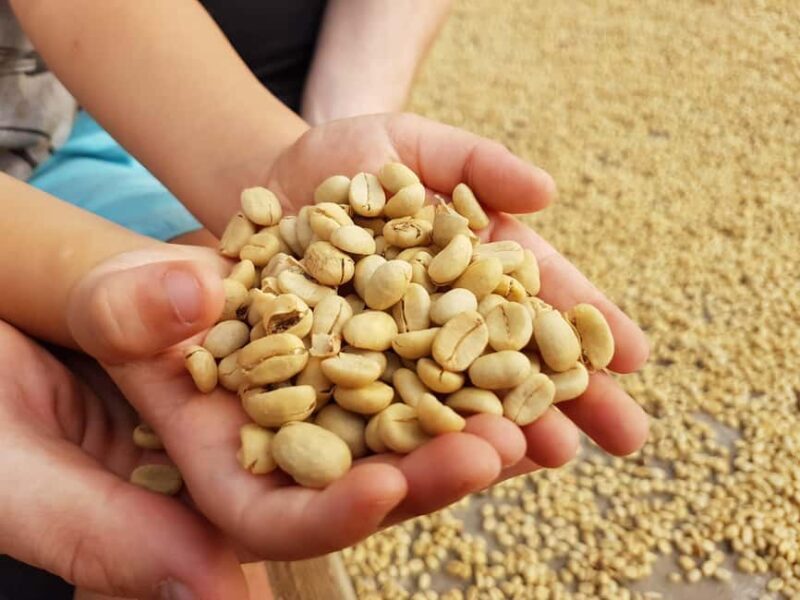 Armenia, Quindío: Traditional coffee farm tour with roasting and transportation - Discovering Colombia’s Coffee Roots in Quindío