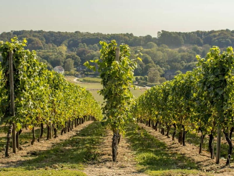 Arnhem: 8-hour culinary car tour of Veluwe - The Sum Up