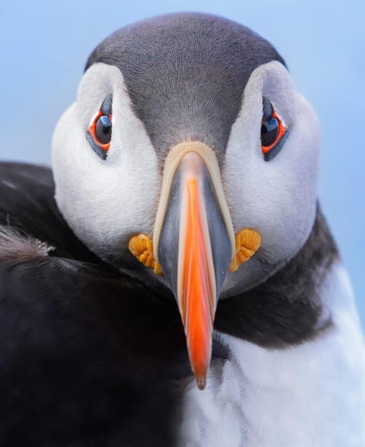 around-hornoya-birdwatching-whalewatching-boat-excursion