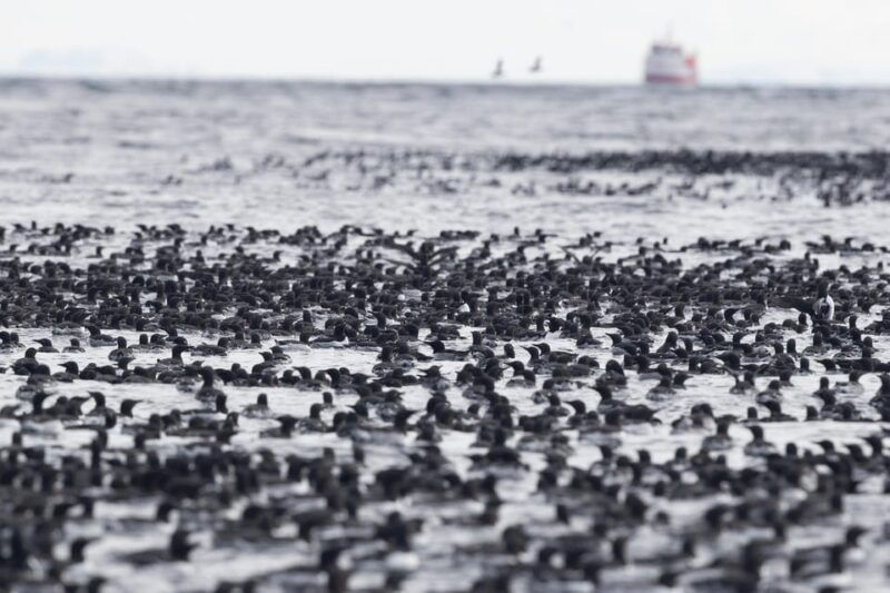 around-hornoya-birdwatching-whalewatching-boat-excursion