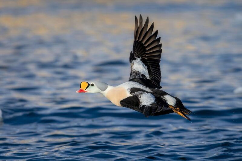 around-hornoya-birdwatching-whalewatching-boat-excursion