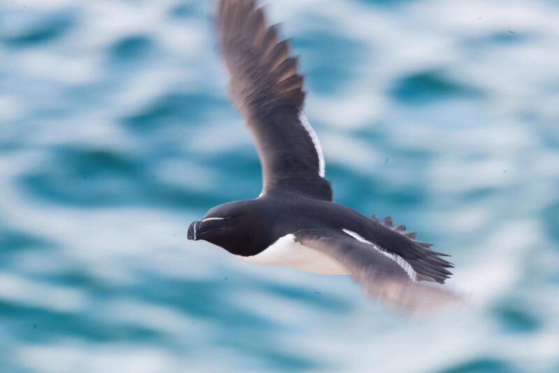 around-hornoya-birdwatching-whalewatching-boat-excursion