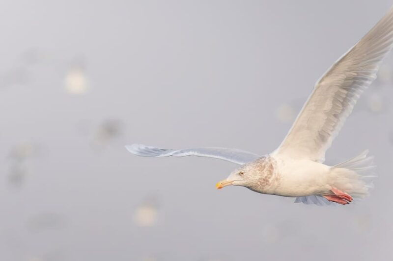 around-hornoya-birdwatching-whalewatching-boat-excursion