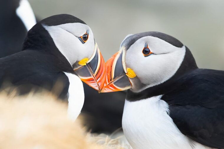 around-hornoya-birdwatching-whalewatching-boat-excursion